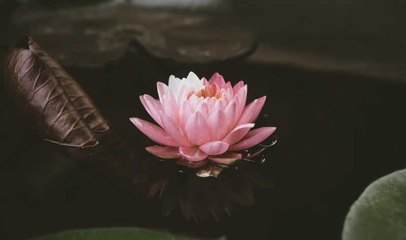 Lotus flower in water